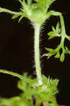 Field burweed